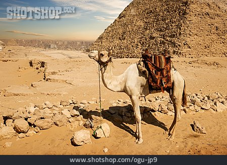 
                Pyramide, Kamel, Gizeh                   