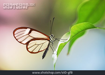 
                Schmetterling, Greta Morgane                   