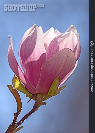 
                Magnolienblüte                   