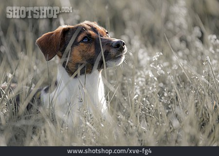 
                Jack Russel Terrier                   