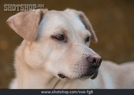 
                Dog, Labrador                   