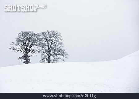 
                Baum, Winter, Schnee, Stille                   