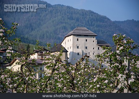 
                Apfelblüte, Südtirol                   