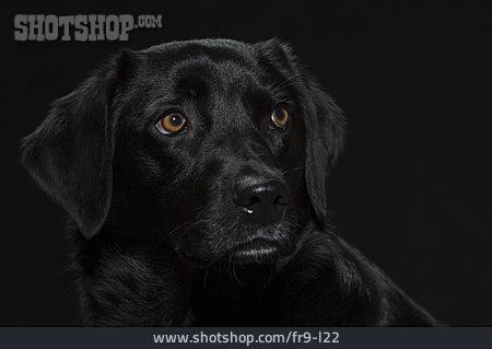 
                Labrador                   