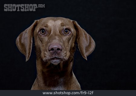 
                Hunderasse, Kurzhaariger Ungarischer Vorstehhund                   