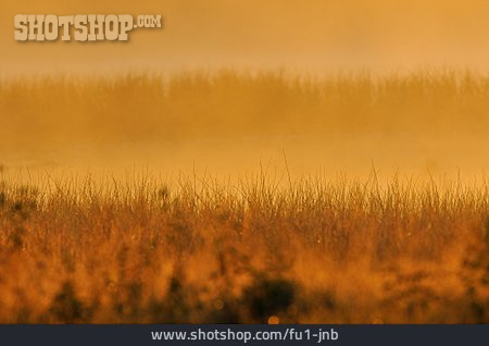 
                Hintergrund, Natur, Morgendämmerung, Gras, Morgennebel                   