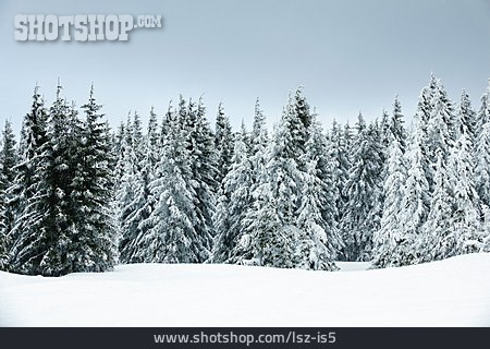 
                Winterlandschaft, Nadelwald                   