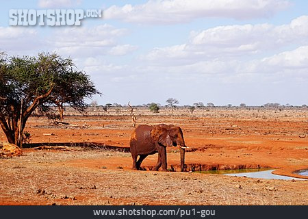 
                Elefant, Wasserloch                   