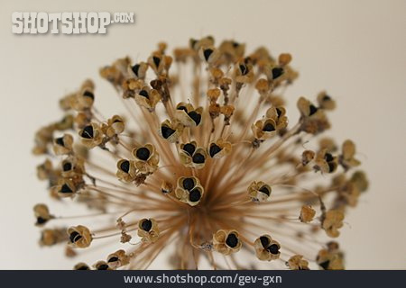
                Samen, Vertrocknet, Verblüht, Allium                   