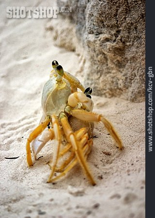 
                Krabbe, Paarung                   