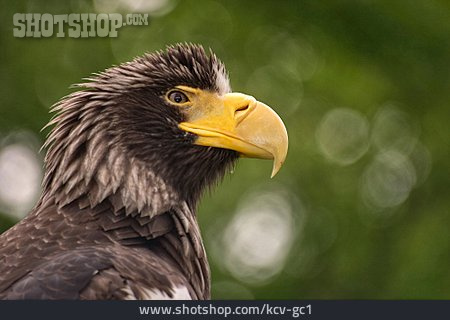 
                Adler                   