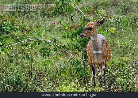 
                Antilope, Schirrantilope                   