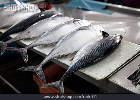 
                Fisch, Fischverkauf                   