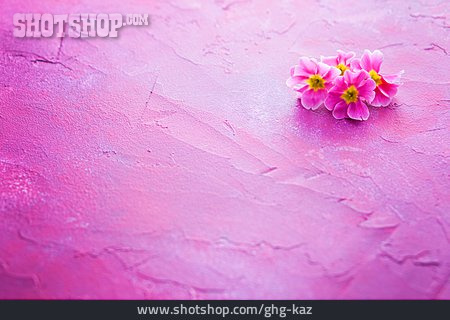 
                Blüte, Pink                   