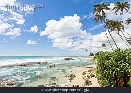 
                Küste, Palme, Sri Lanka, Indischer Ozean                   