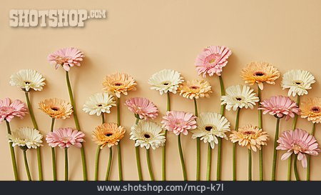 
                Blumen, Blüten, Gerbera                   