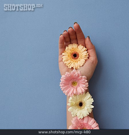 
                Hand, Blumenmuster, Gerbera                   
