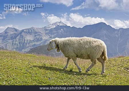 
                Schaf, Hohe Tauern                   