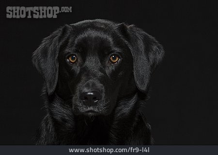 
                Hund, Labrador, Tierporträt                   