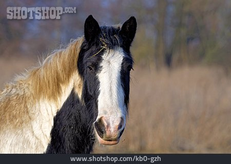 
                Pferd, Irish Cob                   