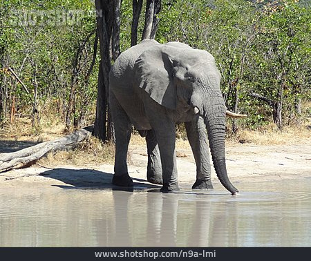 
                Trinken, Wasserstelle, Elefant                   
