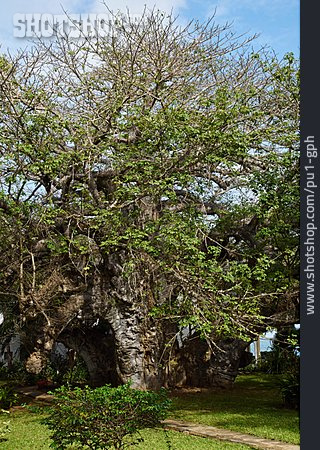 
                Afrikanische Affenbrotbaum                   