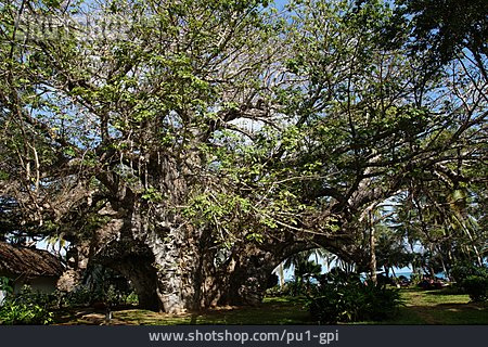 
                Afrikanische Affenbrotbaum                   