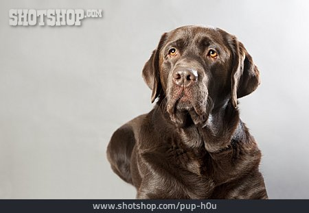 
                Hund, Labrador                   