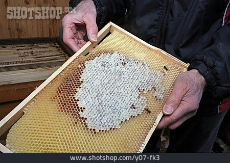 
                Bienenzucht, Honigwabe                   