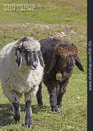 
                Schafe, Wolle                   