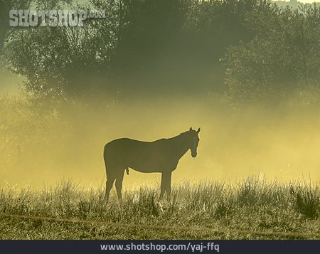 
                Pferd, Morgenlicht                   