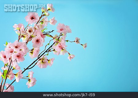 
                Kirschblüte, Frühling                   