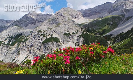 
                Alpenrose, Karwendelgebirge                   