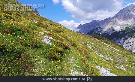 
                Frühling, Alpenrose, Bergwiese, Karwendelgebirge                   