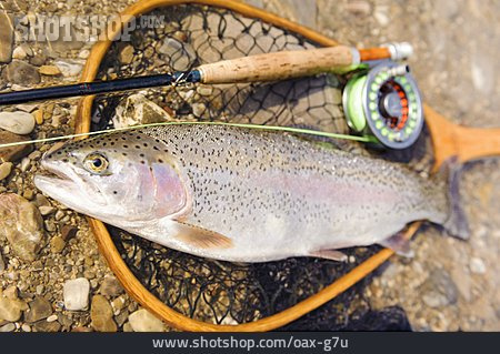 
                Fischfang, Angelrute, Kescher, Regenbogenforelle                   