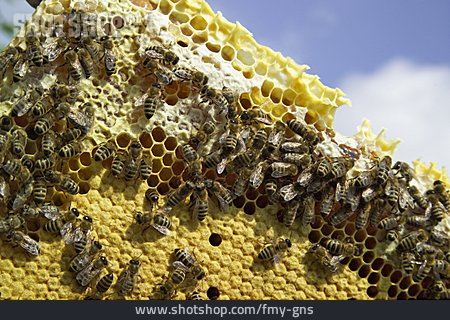 
                Honigbiene, Honigwabe                   