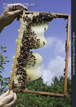 
                Bienenzucht, Honigbiene, Imkerei                   