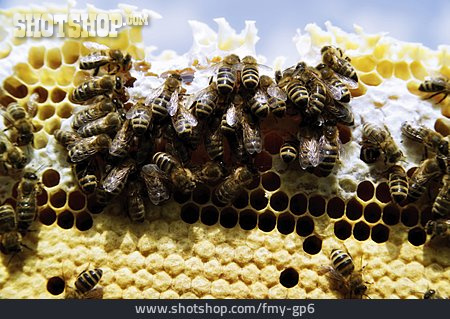 
                Honigbiene, Honigwabe, Bienenvolk                   