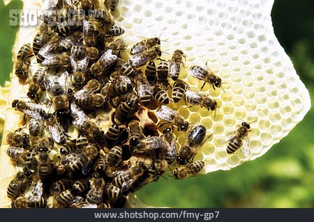 
                Honig, Honigbiene, Honigwabe                   