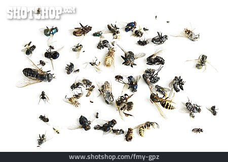 
                Insektensterben                   