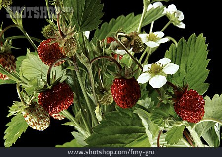 
                Erdbeere, Walderdbeere                   