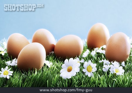 
                Eier, Bioeier, ökologische Landwirtschaft                   