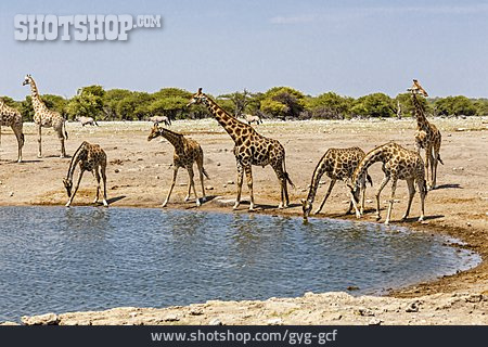 
                Wasserstelle, Giraffe, Etosha Nationalpark                   