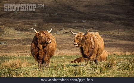 
                Schottisches Hochlandrind, Highland Cattle                   