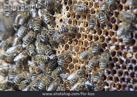 
                Bienenstock, Honigbiene, Honigwabe                   