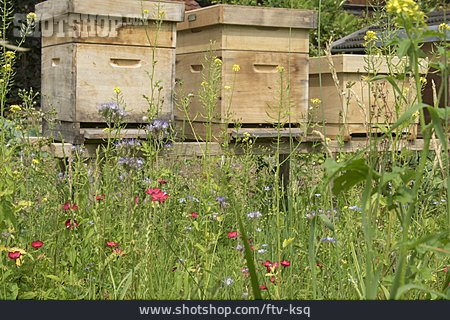 
                Bienenzucht, Bienenkasten, Bienenvölker                   
