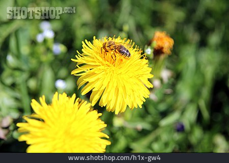 
                Blütenstaub, Honigbiene                   