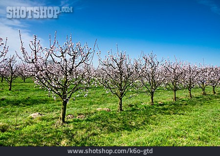 
                Aprikosenblüte, Obstblüte, Baumplantage                   