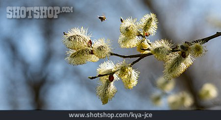 
                Honigbiene, Weidenkätzchen                   