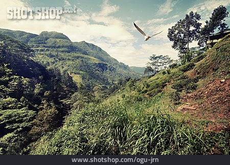
                Berglandschaft, Sri Lanka                   